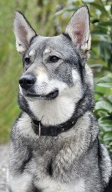 Švédský losí pes