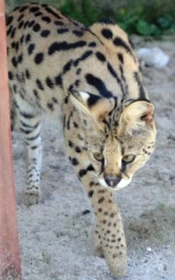 Savannah – savanová kočka