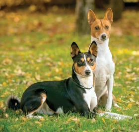 Basenji