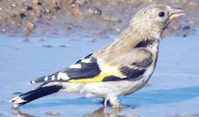 Pozorování ze sezony 2018