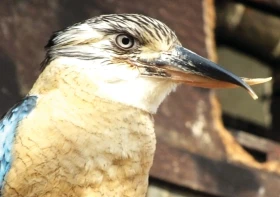 Chov ledňáků modrokřídlých (Dacelo leachii)