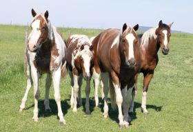 Ranch 3R
