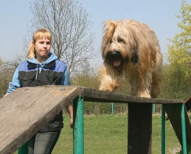 Pasení ovcí s briardy je stále populárnější