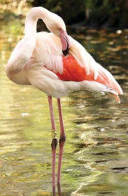 Plameňák růžový (Phoenicopterus roseus) – historický prvoodchov v Zoo Hodonín