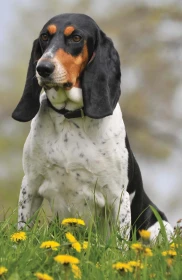 Švýcarský nízkonohý honič – bernský