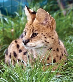 Serval stepní – Leptailurus serval