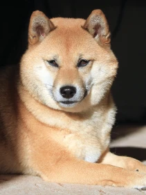 Inu, shiba–inu!