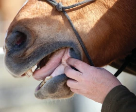 Vlastní kůň, díl 4: Předkupní veterinární prohlídka