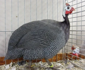 Perlička domácí, část 4. – Zbarvení perliček