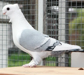 Klidný perfekcionista Rainer Dammers