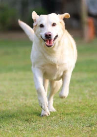 Tradiční čínská veterinární medicína – díl 9. 