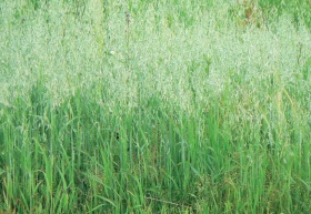 Poklady z přírody 70 – Oves