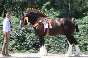 Zážitek XXL aneb výstava shirských koní