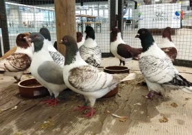 Okrasní holubi na výstavě Moravia Brno 2019