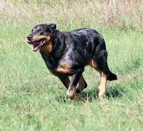 Nekupuj si beaucerona
