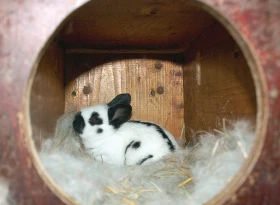 Králíci v zimě – základní chovatelská opatření