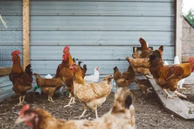 Státní veterinární správa opět varuje před ptačí chřipkou