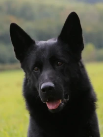 Obranáře a stopaře nahradili všestranní psi