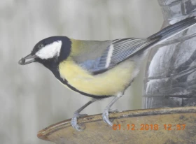 Akce krmítka v roce 2020