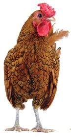 Jak dlouho žijí slepice?