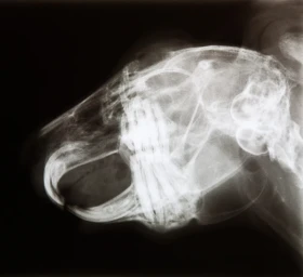 Stomatologie drobných savců aneb i králíci a hlodavci potřebují svého zubaře