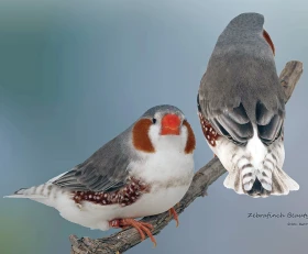 Zebřička pestrá (Taeniopygia guttata) – 2