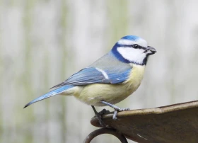 Akce krmítka – Ptačí hodinka