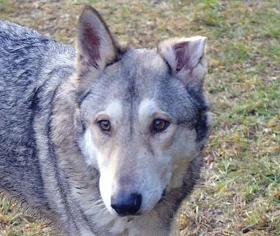 Příběhy z veterinární ordinace 5 – Úraz