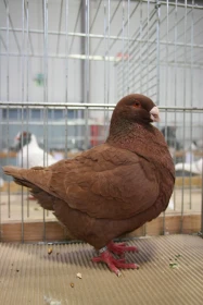 Giganti v České republice