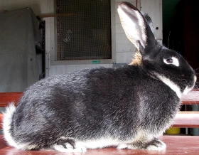 Velký chorvatský pesíkatý