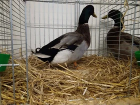 Kachny ruánské francouzské