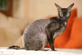 Kornyš rex – cornish rex – CRX