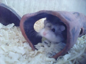 Křečík Roborovského v lidské péči