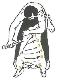 Polohování a technika ruční střiže ovcí