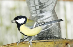 Akce krmítka 2020 – výsledky