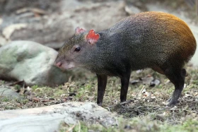 Mara, aguti a paka v přírodě 