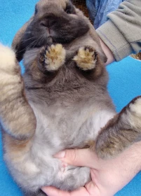 Připouštění králíků 1