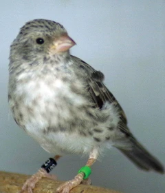 Zvonohlík šedý (Serinus leucopygius)