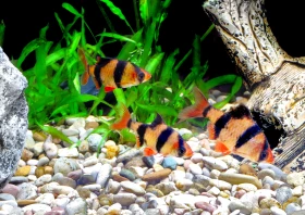Sladkovodní akvaristika pro úplné začátečníky, díl 2. - Od teorie k praxi.