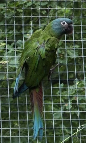 Ara horský (Primolius couloni)