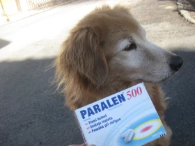 Nehrajme si na veterináře – známé i méně známé hrozby