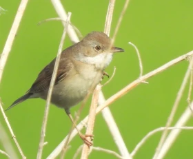 Pěnice hnědokřídlá – Sylvia communis Latham, 1787