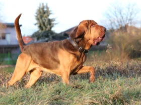 Mantrailing pro všechny