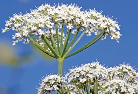 Poklady z přírody 71 – Bršlice kozí noha