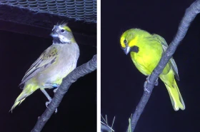 Kardinálovec (kardinál) zelený v přírodě a lidské péči