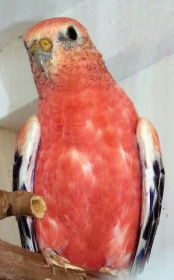 Problémy s neofémou 