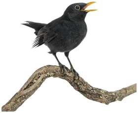 Vražedný africký vir – soumrak černých pěvců