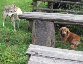 Nerovná psí přátelství