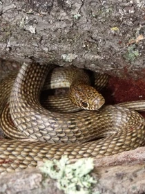 O nejdelších hadech Evropy