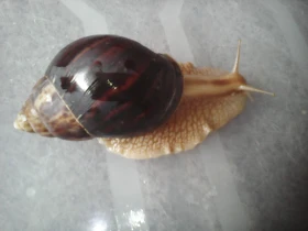 Africký plž – Lissachatina immaculata
